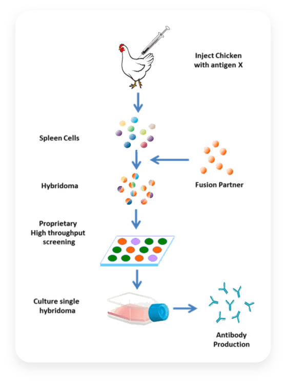 Chicken Antibody Production Process